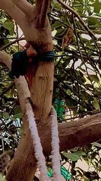 Nature love #viral #viralvideo #shorts #youtubeshorts