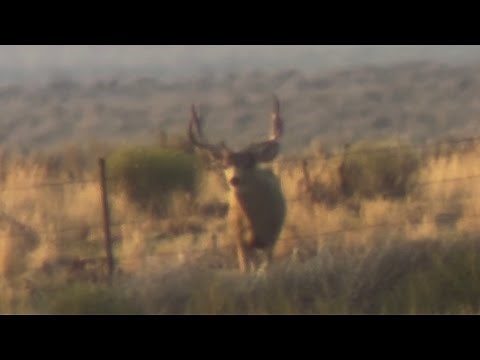 2025 Nevada Archery Mule Deer Hunt!