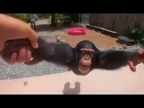 Spinning Monkey 1-Hour │ Life Could Be A Dream 1-Hours