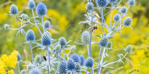 13 flowers to sow in November for a garden that bursts into bloom next spring