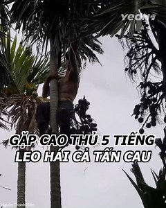 Cao thủ 5 tiếng leo hái cả tấn cau, ngày bỏ túi từ 2 - 4 triệu đồng 😲 #TNN #YeaH1 #video #xuhuong | Pho