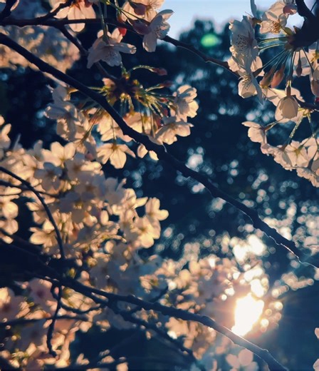 桜の下で交錯する元カノと新たな恋