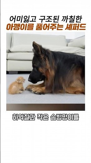 구조된 까칠한 아깽이를 품어준 셰퍼드#치즈아기고양이#고양이구조#감동동물