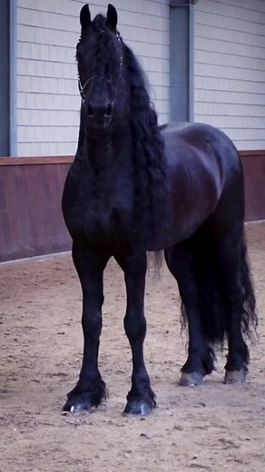 85K views · 2.6K reactions | Friesian Horses!  | Discoverthehorse | Facebook