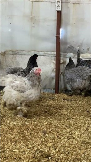 Black Brahma Kuluçkalık Yumurta & Civciv 2026