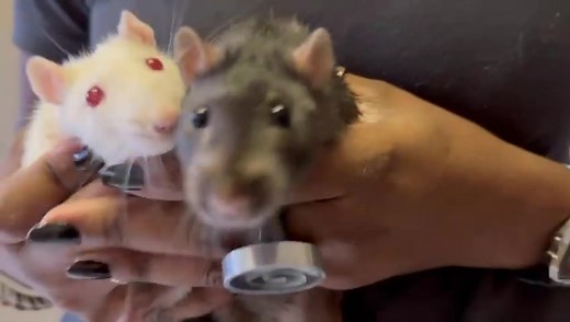 Is a rat/s a pet for you? Keeping rats as pets can be a great option for those who want a low-maintenance yet social and intelligent companion. Rats are naturally curious and enjoy forming bonds with their owners. Despite their smaller size, they are very playful and can provide entertainment for their owners. Come check-out our rats, as they are available for adoption. #adoptdontshop | SPCA Windhoek