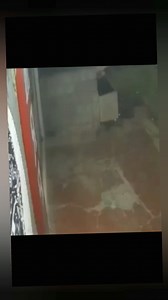 viral video Leopard attacking dog somewhere in Kashmir #fypシ #fypシ゚viral #video #reelsvideo #foryoupageviralシ゚シ #viralvideo2024 #viralpage #viral #videos #facebookgroup | Shopianuk kout
