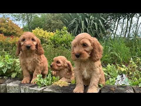 Cockapoo Puppies