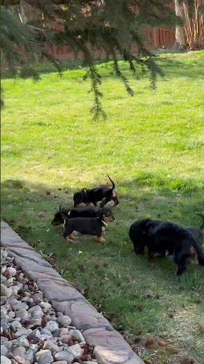 Bella's Dachshund Puppies outdoor adventures #doxiesquad #puppy #barkbox #dachshund #dogbreed