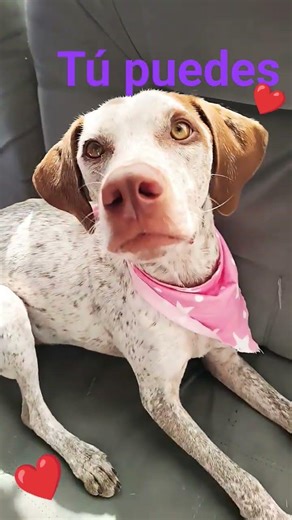 ❤️tú puedes con todo!!!❤️😊 #perros #mascotas @aventurascloe