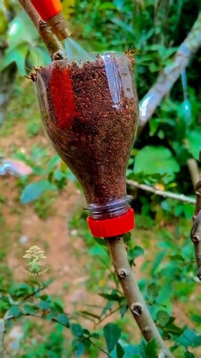 Vara How to easily propagate plants using plastic bottles as containers🌿#diy #garden #trees #plants