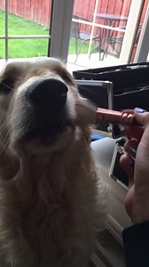 Just a dog getting her makeup done 😂😂 | UNILAD