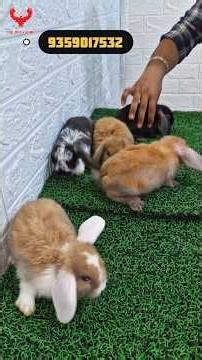 Bunny baby 😍 mini lop Rabbit #petkeepers #rabbit