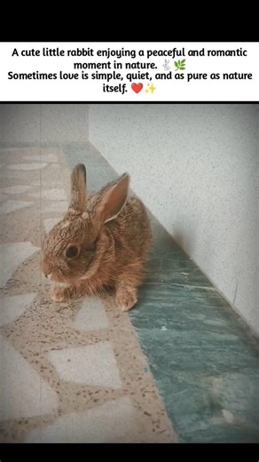 Cute Rabbit Love Moment 🐇❤️ Nature’s Sweet Romance