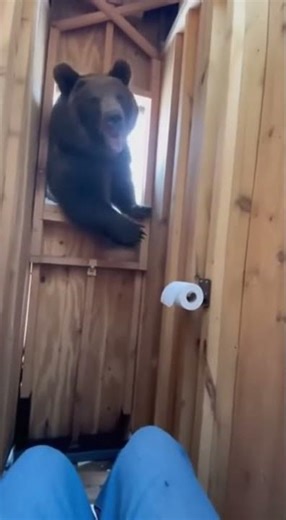 Bear Destroys Outhouse! When Nature Calls, RUN! #funny #comedy
