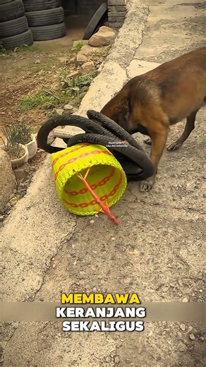 Without Being Asked, This Is What This Dog Did