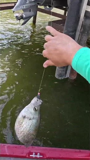 Such a beautiful colored up spawning crappie! What a fish! #crappiefishing #follow #shorts