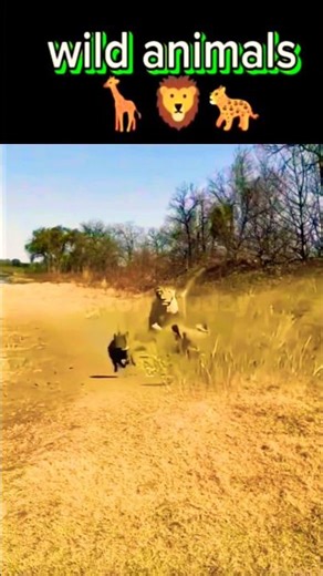 wild animals| |Lion Attack | Wildlife Chase | Warthog Escape🐆🦁🐾#wildlife#WildAnimals