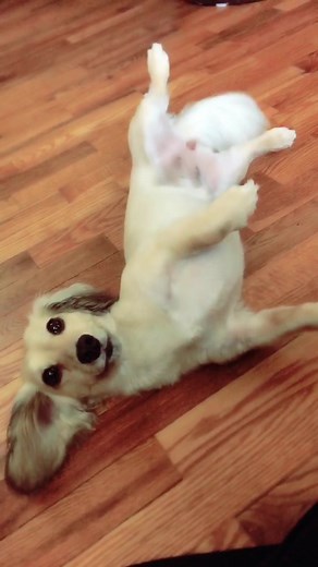 Luna Little Legs on TikTok