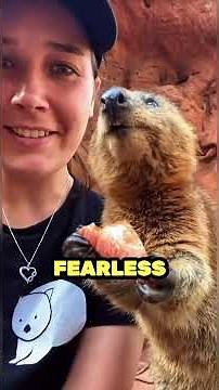 The Disturbing Truth About Quokkas #naturefacts #animals #weirdnature