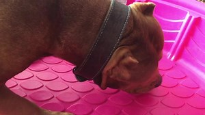 60K views · 4.6K reactions | That time the momma dog had a c-section...