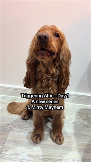 rate today’s reaction from 1 to chaos #howling #series #part1 #cockerspaniel #fyp