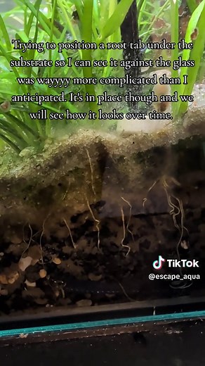 Mastering Root Tab Placement for Aquariums
