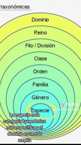 Taxonomía de Aves: Aprendiendo sobre Especies