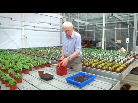 How to Water Tomato Plants | Expert UK Guide for Healthy Home-Grown Tomatoes