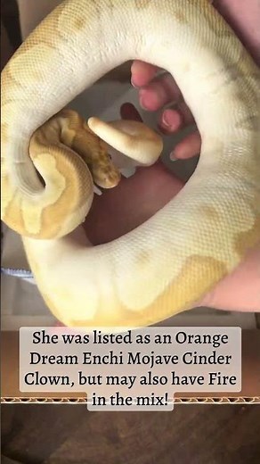 Unboxing a New Ball Python from Summit Xotic Reptiles on MorphMarket!