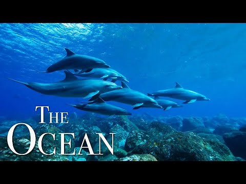 The Ocean 4K - Scenic Wildlife Film With Meditation Music, Relaxing Oceanscapes