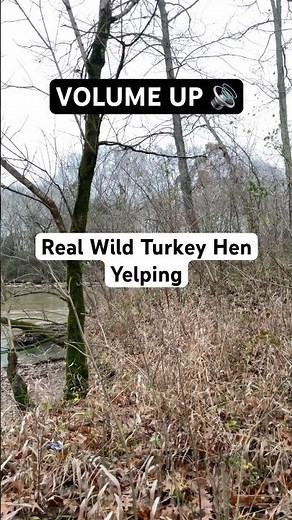 Real Wild Turkey Hen Yelping (VOLUME UP🔊)