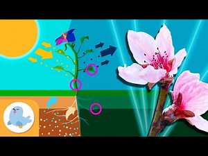 PLANTS Photosynthesis, Parts of a Plant and Types of Plants  COMPILATION - Videos For Kids