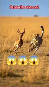 . “Impala vs Cheetah: The Fastest Chase on Earth!” #shorts #wildlife #ytshorts #trending #animals
