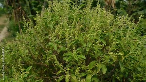 Basil Ocimum tenuiflorum Plots Family: Lamiaceae. Superior species: Genus Basil - Basil Species: O. tenuiflorum Class: Species Category: Magnoliophyta