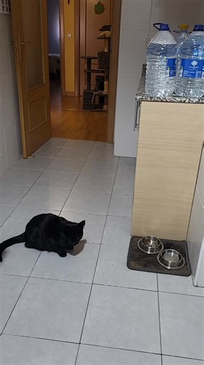 #gatos #cat #animals #funny #futball #viral | Manny Gutierrez