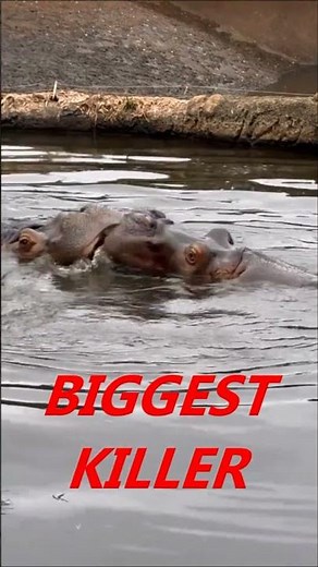 Why Do Hippos Make That Crazy Sound?