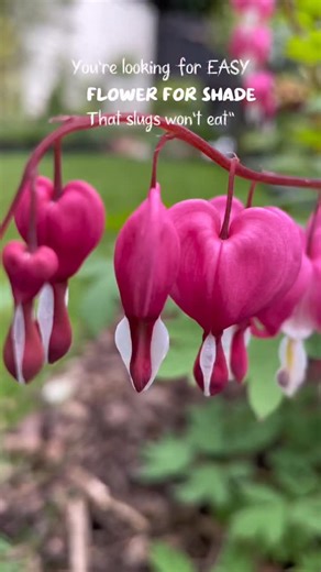 S O P H I E V A L E N T I N E on Instagram: "Flowers for SHADE 👀… 5 reasons you NEED this plant for shady spots of your garden: 1) They flower for MONTHS 2) Pests DON’T touch them 3) They require NO care or deadheading 4) Once established they get BIG 5) They are also happy in POTS Ok one more… they can be happy in shade or sun but mine do best in partial shade! The supermarkets have started to get in the bargain bare roots this week and they will be the best price you’ll find! But if your want