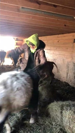 Man Falls Off Cow and Lands in Hay While Trying to Sit on It