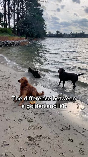 Golden Retriever vs Labrador - Key Differences Explained