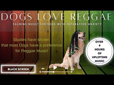 Dogs LOVE Reggae Music! Dog Music, Relaxing, Puppy Music, Reggae Variety over 9 hours