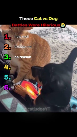 Ranking the FUNNIEST Cat vs Dog Fights 😹🐶 #catshorts #funny #memes #ytshorts #cute #pets #animals