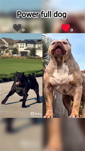 pitbull ♥️ vs 🖤dog in intelligent 🧠 dogs German shepherd dog is popular #German shepherd #dogs