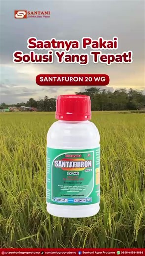 🌾 SANTAFURON 20 WG Herbisida sistemik pra & purna tumbuh untuk pengendalian gulma yang lebih efektif. ✔ Metsulfuron Methyl 20% ✔ Padi sawah & lahan tanpa tanaman ✔ Gulma, pakis & semak belukar tuntas 🚨 Jangan biarkan gulma merusak hasil panen #HerbisidaPadi #PengendaliGulma #PetaniPadi #PertanianIndonesia #Santani