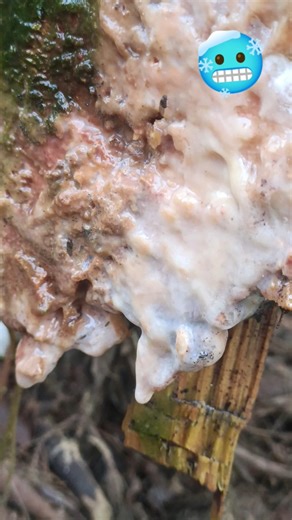 A water source springing from the pine roots 🥶