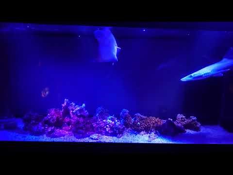 マンタを自宅水槽で飼育してみました！サメと混泳です