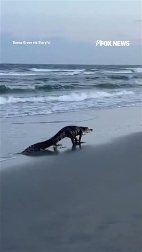 SEE IT: Massive alligator strolling along South Carolina beach #alligator #shorts #beach