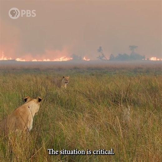 The situation becomes critical as wildfires to the north change direction, driving them straight toward the #BigCatsPBS team's camp. It's the biggest fire on the Okavango Delta in five years, and it puts the operation and big cats at risk. Stream the premiere of #BigCatsPBS now on the PBS app! | PBS