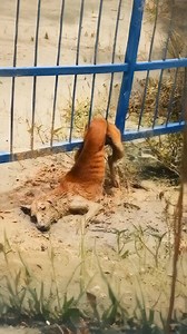 Community Unites to Rescue Stray Dog Trapped and Injured in Heartfelt Rescue Mission —[Full story in the first cᴑmments]👇 #RescueStory #DogLoversUSA #AdoptDontShop #RealLifeHeroes #RescueHope #PuppyAngels #AnimalRescueStory #NeverGiveUp #HeartwarmingMoments | Everything Interesting