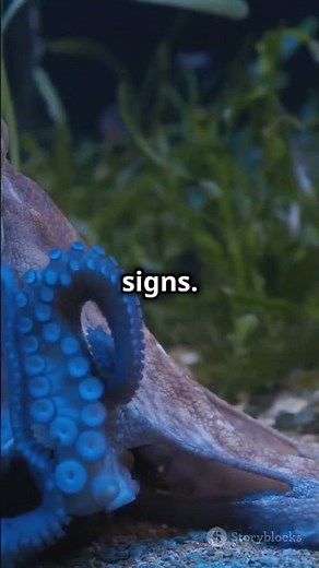 Blue ringed Octopus One of the most dangerous Octopuses in the ocean #facts